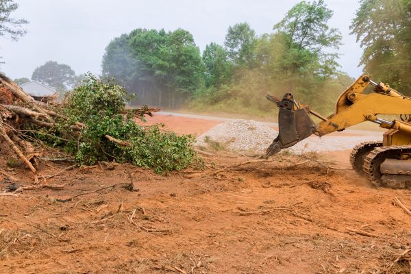 Forestry Mulching Service in Clovis