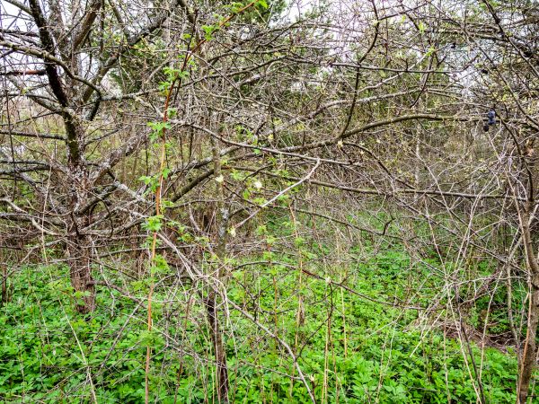 Underbrush Clearing in Clovis