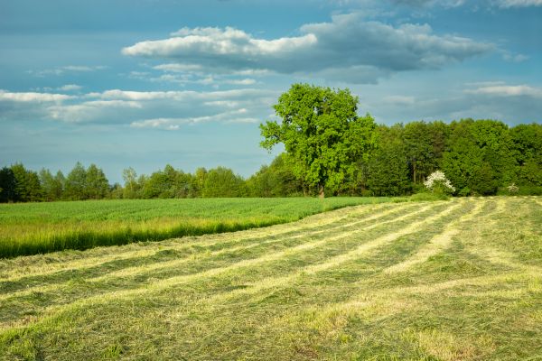Vegetation Removal in Clovis