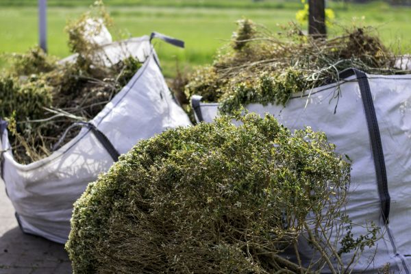 Bushes Clearing in Clovis