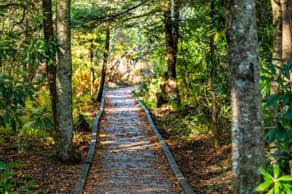 Trail Clearing in Clovis